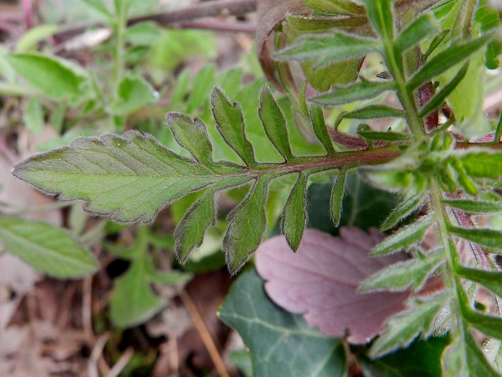 Scabiosa sp. ? da identificare